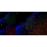 Immunofluorescence  - Anti-Mannose Receptor Antibody [MR5D3] (A281282) - Antibodies.com