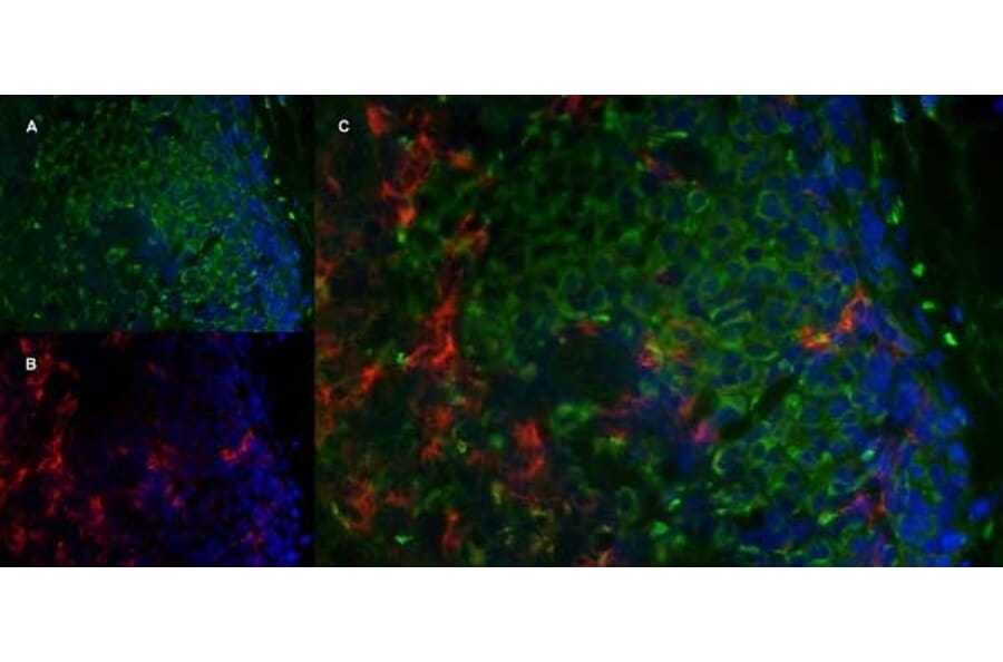 Immunofluorescence  - Anti-Mannose Receptor Antibody [MR5D3] (A281282) - Antibodies.com