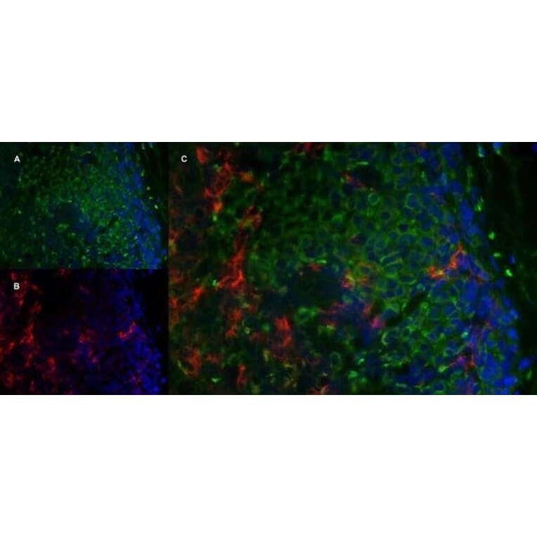 Immunofluorescence  - Anti-Mannose Receptor Antibody [MR5D3] (A281282) - Antibodies.com
