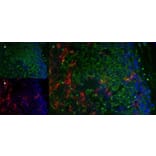Immunofluorescence  - Anti-Mannose Receptor Antibody [MR5D3] (A281282) - Antibodies.com