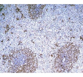 Immunohistochemistry - Anti-B Cell Subset Antibody [MsGp10] (A281288) - Antibodies.com
