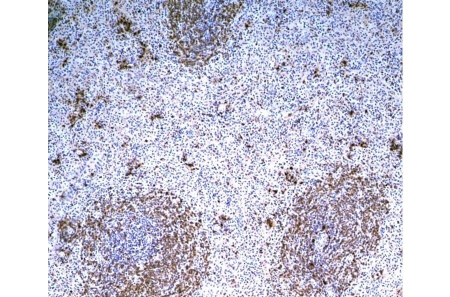 Immunohistochemistry - Anti-B Cell Subset Antibody [MsGp10] (A281288) - Antibodies.com