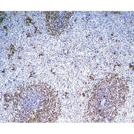 Immunohistochemistry - Anti-B Cell Subset Antibody [MsGp10] (A281288) - Antibodies.com