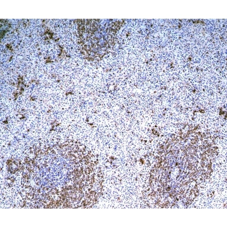 Immunohistochemistry - Anti-B Cell Subset Antibody [MsGp10] (A281288) - Antibodies.com