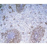 Immunohistochemistry - Anti-B Cell Subset Antibody [MsGp10] (A281288) - Antibodies.com