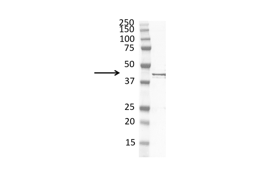Western Blot - Anti-F-actin Antibody [NH3] (A281320) - Antibodies.com