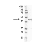 Western Blot - Anti-F-actin Antibody [NH3] (A281320) - Antibodies.com