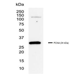 SDS-PAGE - Anti-PCNA Antibody [PC10] (A281549) - Antibodies.com