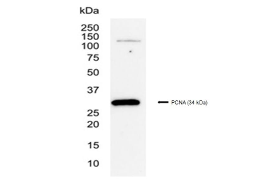 SDS-PAGE - Anti-PCNA Antibody [PC10] (A281549) - Antibodies.com