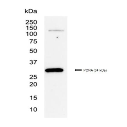 SDS-PAGE - Anti-PCNA Antibody [PC10] (A281549) - Antibodies.com