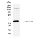 SDS-PAGE - Anti-PCNA Antibody [PC10] (A281549) - Antibodies.com