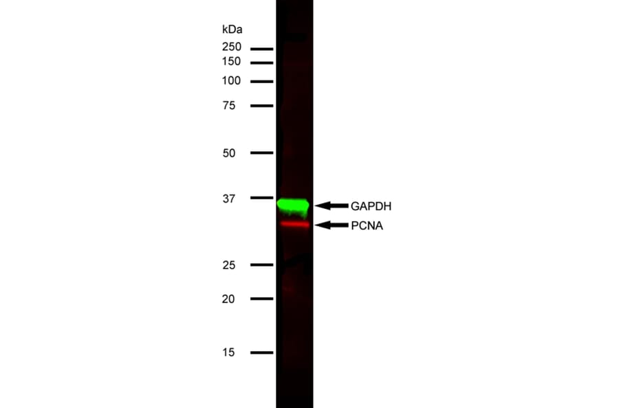 SDS-PAGE - Anti-PCNA Antibody [PC10] (A281549) - Antibodies.com