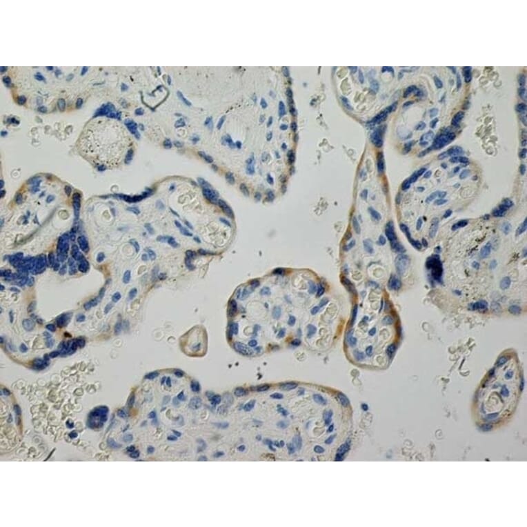 Immunohistochemistry - Anti-Inhibin alpha Antibody [R1] (A281621) - Antibodies.com