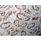 Immunohistochemistry - Anti-Inhibin alpha Antibody [R1] (A281621) - Antibodies.com