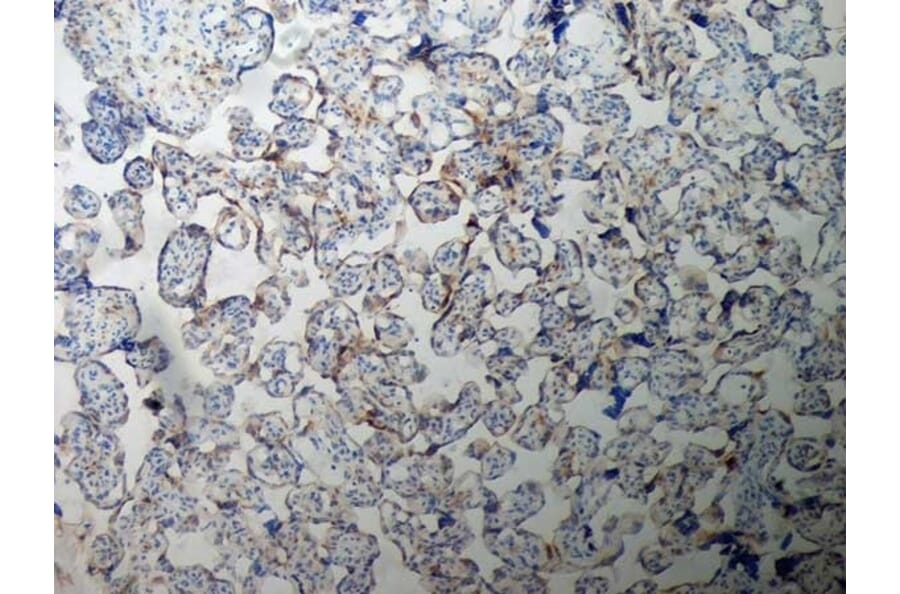 Immunohistochemistry - Anti-Inhibin alpha Antibody [R1] (A281621) - Antibodies.com