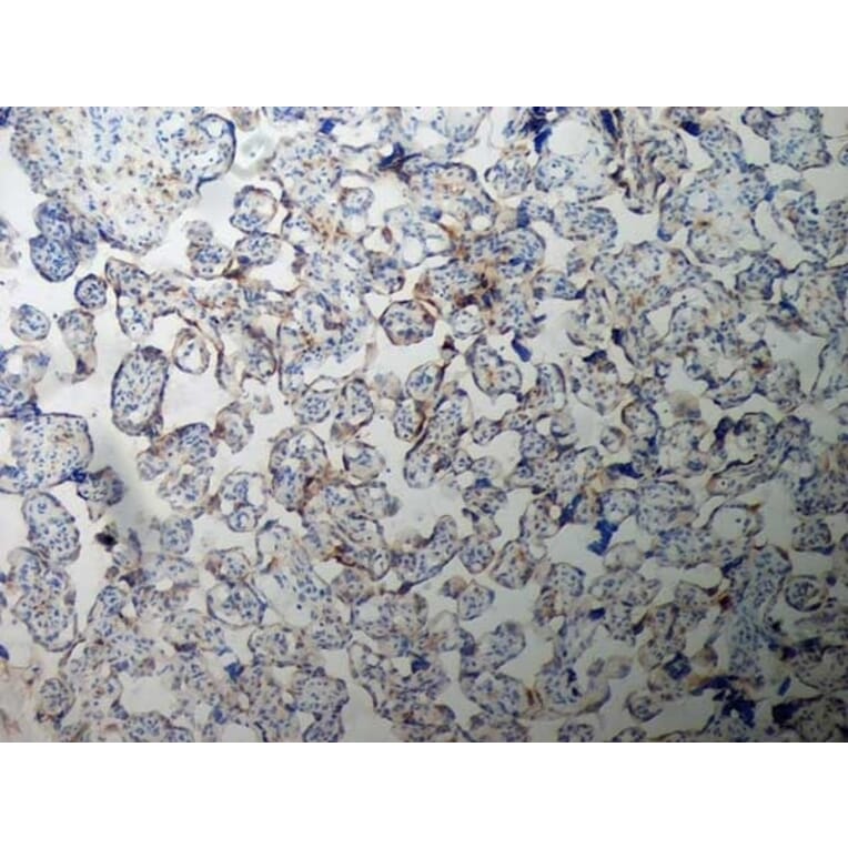 Immunohistochemistry - Anti-Inhibin alpha Antibody [R1] (A281621) - Antibodies.com