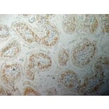 Immunohistochemistry - Anti-Inhibin alpha Antibody [R1] (A281621) - Antibodies.com