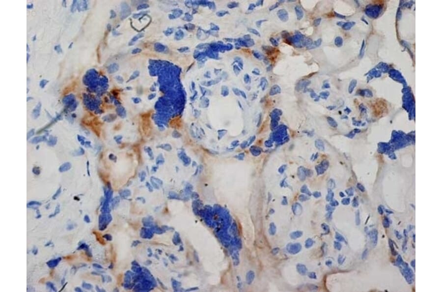 Immunohistochemistry - Anti-Inhibin alpha Antibody [R1] (A281621) - Antibodies.com