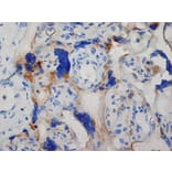 Immunohistochemistry - Anti-Inhibin alpha Antibody [R1] (A281621) - Antibodies.com
