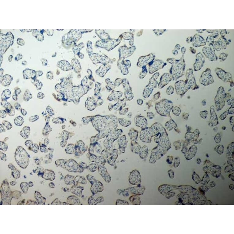 Immunohistochemistry - Anti-Inhibin alpha Antibody [R1] (A281621) - Antibodies.com