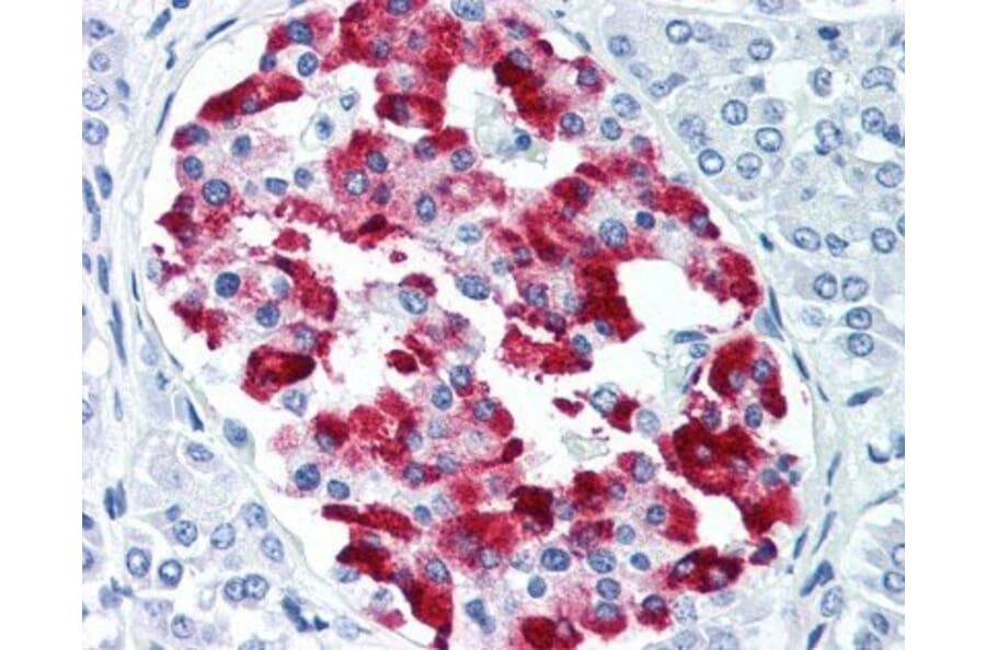 Flow Cytometry - Anti-Amylin / DAP Antibody [R10/99] (A281623) - Antibodies.com