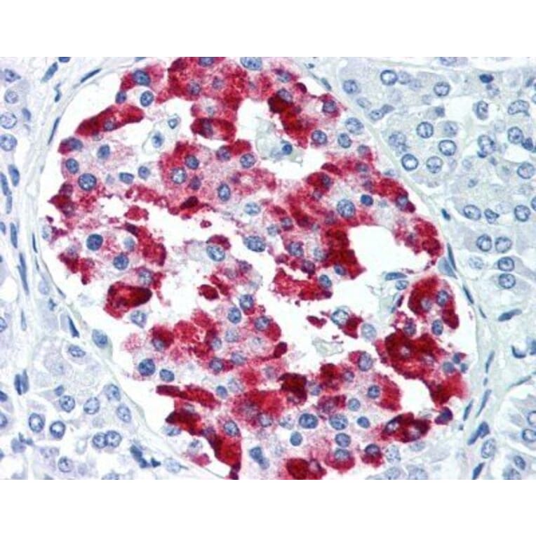 Flow Cytometry - Anti-Amylin / DAP Antibody [R10/99] (A281623) - Antibodies.com