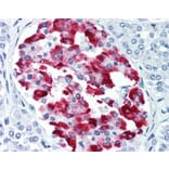 Flow Cytometry - Anti-Amylin / DAP Antibody [R10/99] (A281623) - Antibodies.com