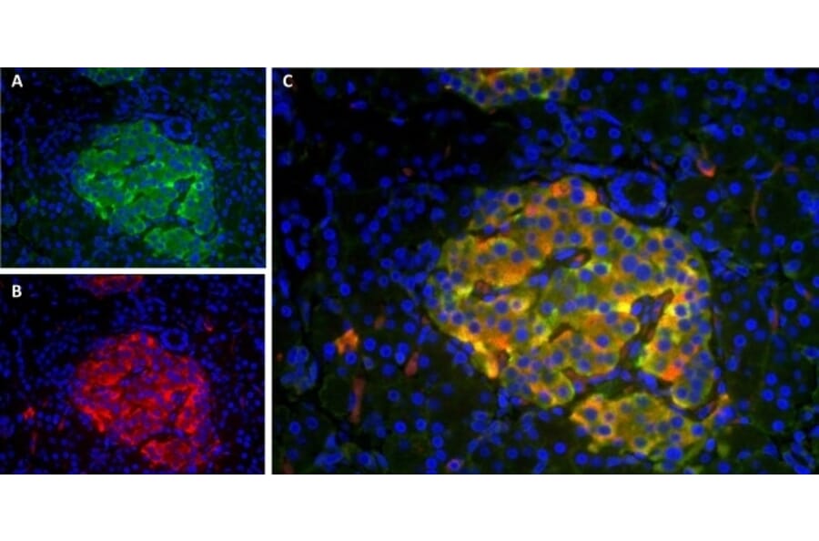 Immunofluorescence  - Anti-Amylin / DAP Antibody [R10/99] (A281623) - Antibodies.com