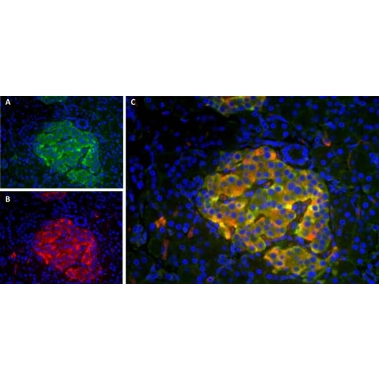 Immunofluorescence  - Anti-Amylin / DAP Antibody [R10/99] (A281623) - Antibodies.com