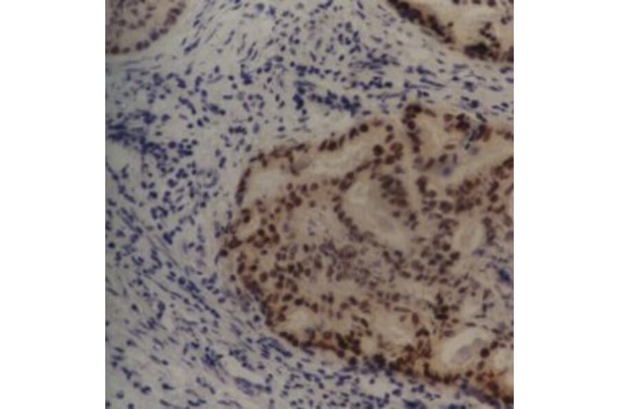 Flow Cytometry - Anti-MDM2 Antibody [SMP14] (A281750) - Antibodies.com