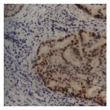 Flow Cytometry - Anti-MDM2 Antibody [SMP14] (A281750) - Antibodies.com