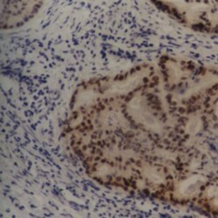 Flow Cytometry - Anti-MDM2 Antibody [SMP14] (A281750) - Antibodies.com