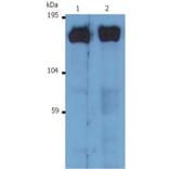 Western Blot - Anti-SOS1 Antibody [SOS-01] (A281774) - Antibodies.com