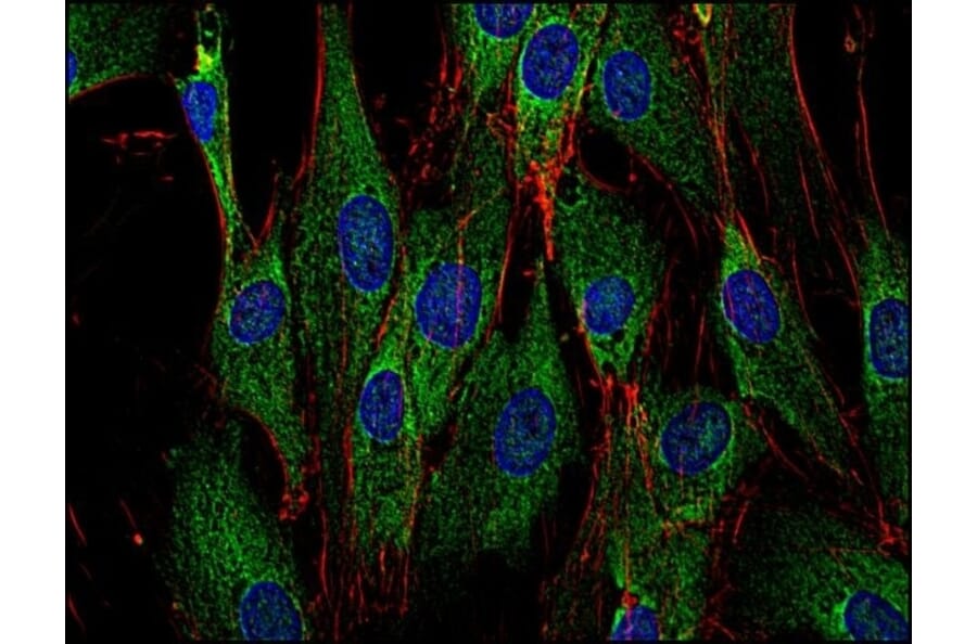 Immunofluorescence  - Anti-SOS1 Antibody [SOS-01] (A281774) - Antibodies.com
