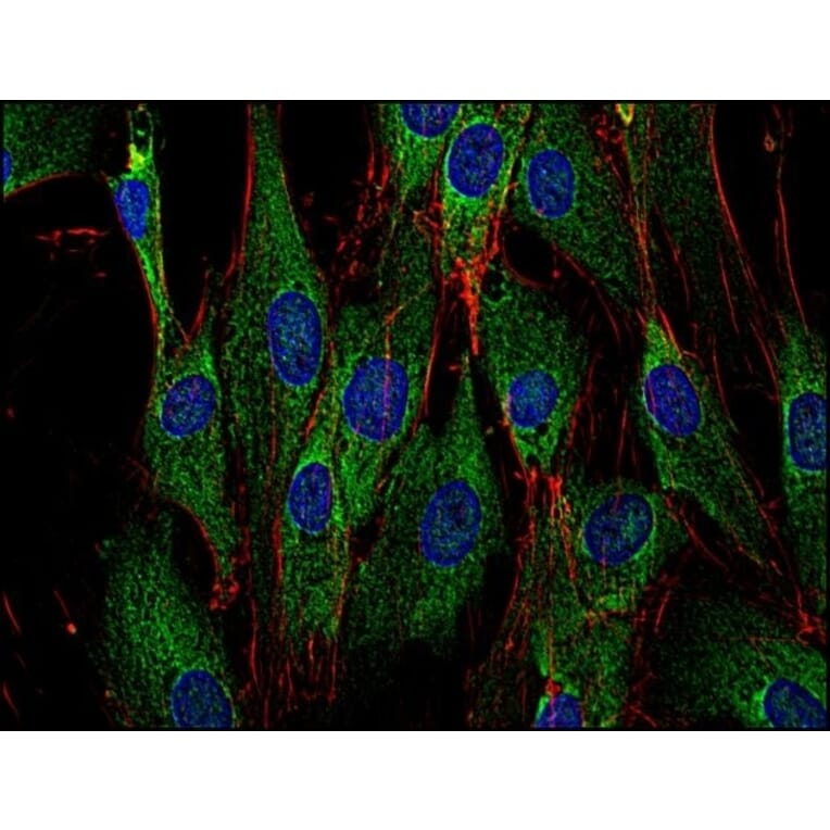 Immunofluorescence  - Anti-SOS1 Antibody [SOS-01] (A281774) - Antibodies.com