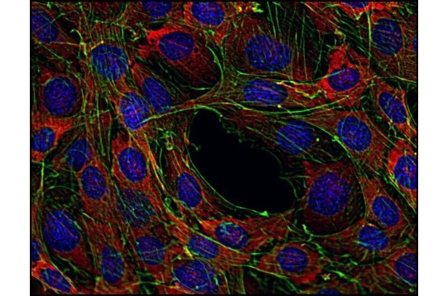Immunofluorescence  - Anti-SOS1 Antibody [SOS-01] (A281774) - Antibodies.com