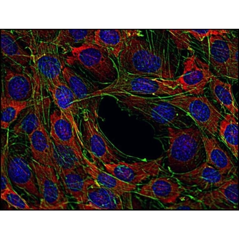 Immunofluorescence  - Anti-SOS1 Antibody [SOS-01] (A281774) - Antibodies.com
