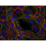 Immunofluorescence  - Anti-SOS1 Antibody [SOS-01] (A281774) - Antibodies.com