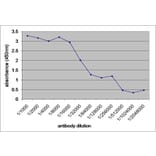 Western Blot - Anti-V5 Tag Antibody [SV5-Pk1] (A281784) - Antibodies.com