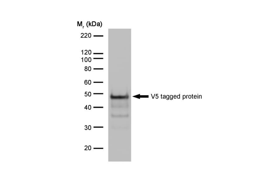 Western Blot - Anti-V5 Tag Antibody [SV5-Pk1] (A281784) - Antibodies.com