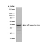Western Blot - Anti-V5 Tag Antibody [SV5-Pk1] (A281784) - Antibodies.com