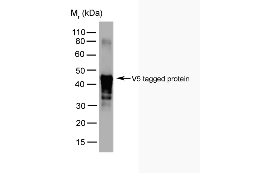 Western Blot - Anti-V5 Tag Antibody [SV5-Pk2] (A281787) - Antibodies.com