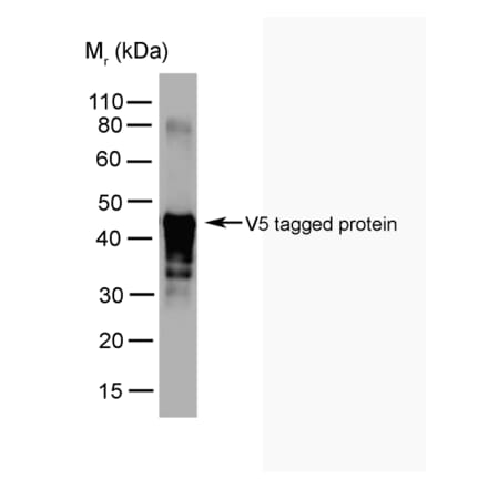 Western Blot - Anti-V5 Tag Antibody [SV5-Pk2] (A281787) - Antibodies.com
