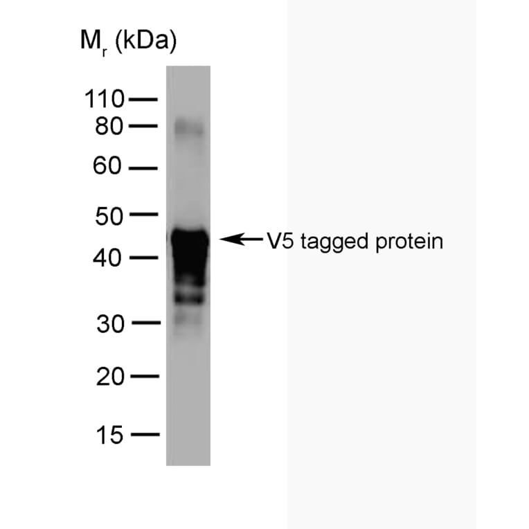Western Blot - Anti-V5 Tag Antibody [SV5-Pk2] (A281787) - Antibodies.com