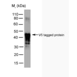 Western Blot - Anti-V5 Tag Antibody [SV5-Pk2] (A281787) - Antibodies.com