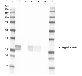 Western Blot - Anti-V5 Tag Antibody [SV5-Pk4] (FITC) (A281789) - Antibodies.com