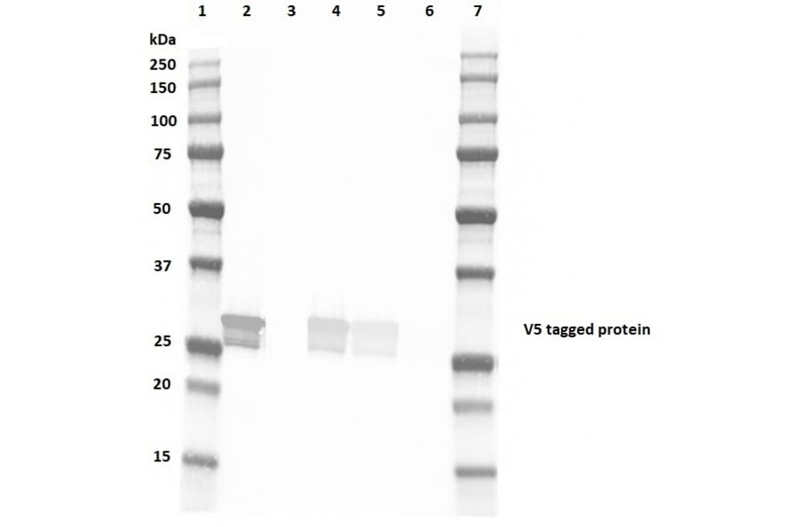 Western Blot - Anti-V5 Tag Antibody [SV5-Pk4] (FITC) (A281789) - Antibodies.com