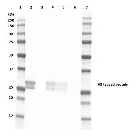 Western Blot - Anti-V5 Tag Antibody [SV5-Pk4] (FITC) (A281789) - Antibodies.com