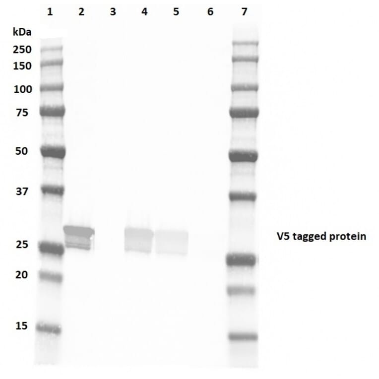 Western Blot - Anti-V5 Tag Antibody [SV5-Pk4] (FITC) (A281789) - Antibodies.com