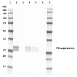 Western Blot - Anti-V5 Tag Antibody [SV5-Pk4] (FITC) (A281789) - Antibodies.com